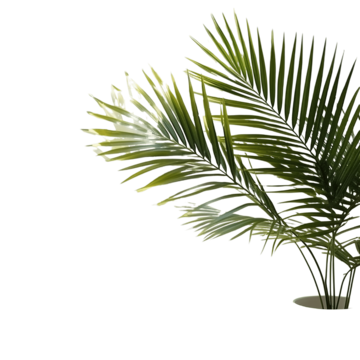 Kelapa Left